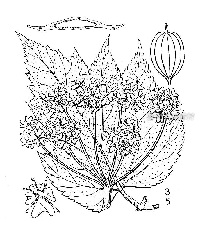 古植物学植物插图:Heracleum lanatum，牛防风草
